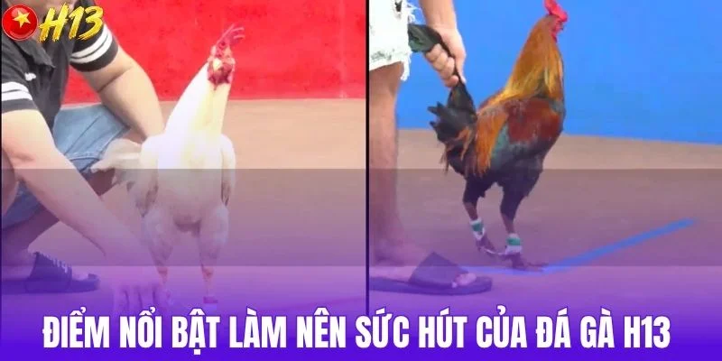 Điểm nổi bật làm nên sức hút của đá gà H13 
